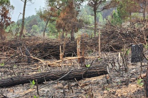 Kiểm lâm Thanh Hóa vào cuộc vụ đốt thực bì phòng cháy phá luôn rừng