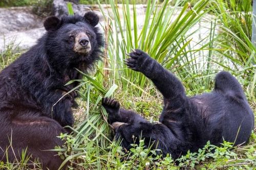 47 cá thể gấu từng là 'nạn nhân' buôn bán, lấy mật được đưa về Cơ sở bảo tồn gấu Ninh Bình