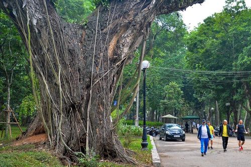 Hàng loạt cây cổ thụ 100 tuổi chết khô ở công viên Bách Thảo