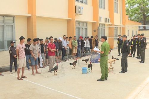 Bắt giữ 34 đối tượng đá gà ăn tiền quy mô lớn ở Đắk Lắk