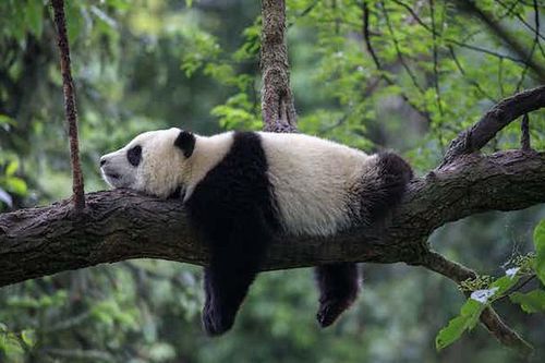 Gấu trúc khổng lồ có thể sinh sống được trên cao nguyên không?