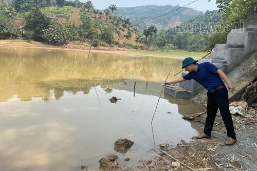 Thiếu nước, hơn 30 ha lúa phải chuyển đổi sang cây trồng cạn