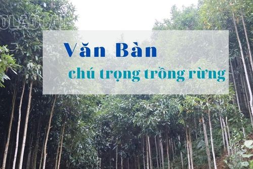 Văn Bàn chú trọng trồng rừng