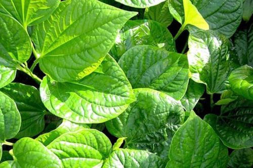 Tác dụng tuyệt vời khi ngâm chân với lá lốt