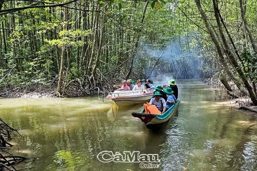 Cà Mau: Trải nghiệm hấp dẫn từ du lịch xuyên rừng