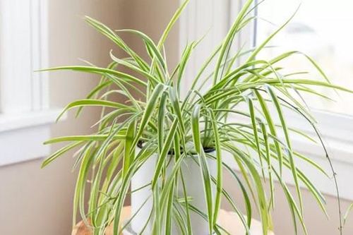 Những cây dễ trồng trong nhà có lợi cho sức khỏe