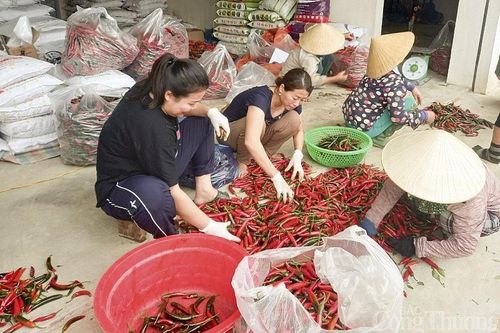Nghệ An: Giá ớt tăng cao, nông dân 'bỏ túi' hơn 200 triệu đồng/ha