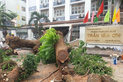 Trường học TP.HCM tự quyết việc xử lý cây xanh trong khuôn viên