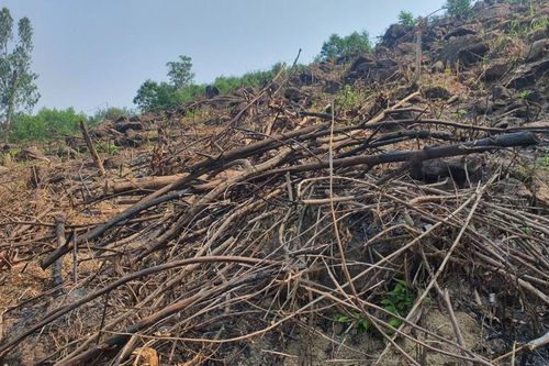 Quảng Ngãi: Điêu đứng vì keo chết hàng loạt