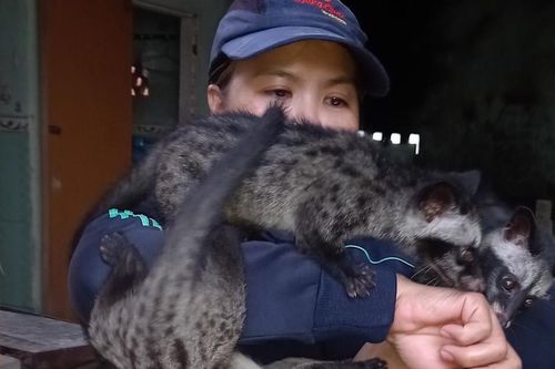 Cả làng rủ nhau nuôi cầy vòi hương