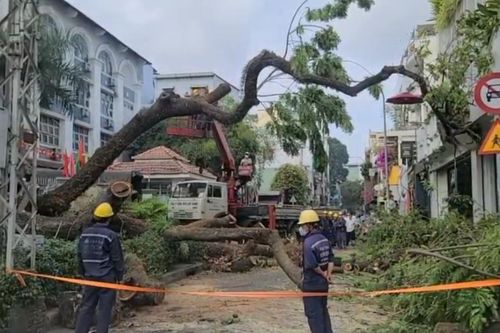 TP Hồ Chí Minh yêu cầu các trường học xử lý kịp thời các cây xanh có nguy cơ gãy đổ