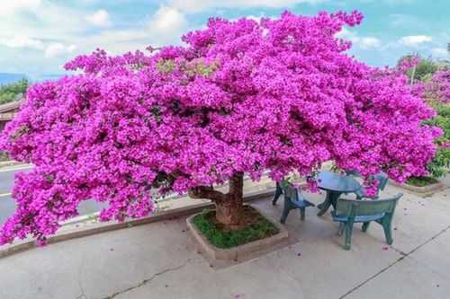 Hoa giấy đừng chỉ tưới nước lã: Hòa thứ này vào chăm cây không bao giờ vàng lá, hoa nở rộ suốt năm