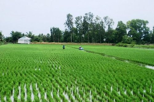 Hiệu quả từ mô hình 'con tôm ôm cây lúa' ở Đồng bằng sông Cửu Long