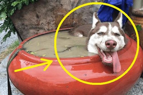 Đưa chó Husky về quê nghỉ lễ, vừa tới nhà 15 phút chủ đòi 'từ mặt' thú cưng