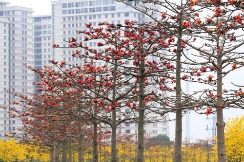 Làng Quê – mùa hoa gạo đỏ nhớ thương