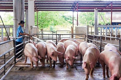 Giá heo hơi hôm nay 16/4: Miền Bắc và miền Nam tiếp tục tăng