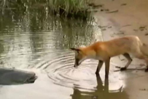 Clip: Cáo 'câu trộm' cá trê khổng lồ của ngư dân