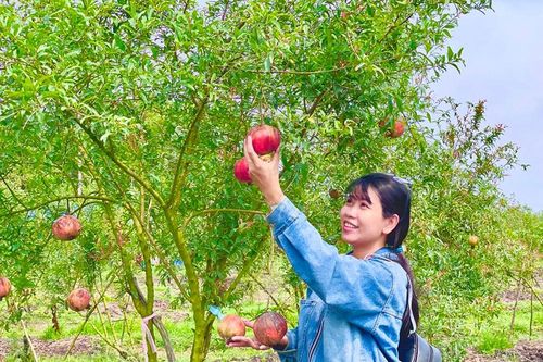 Ngẩn ngơ vườn lựu đỏ Peru ở Thoại Sơn