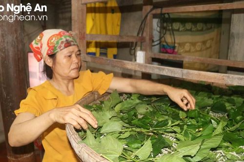 Nghệ An: Tằm thực phẩm đầu mùa khan hàng, được giá
