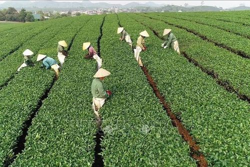 Hối hả thu hái chè trên cao nguyên Mộc Châu