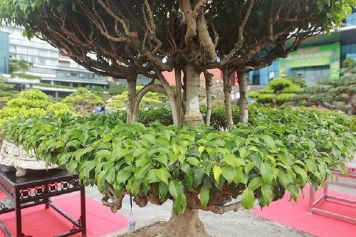 Cây sanh dáng 'chùa một cột' có gì độc lạ mà 4 tỷ đồng chủ vẫn chưa bán?