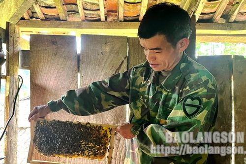 Quang Trung: Triển vọng phát triển kinh tế từ nuôi ong mật