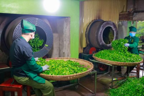 Xuất khẩu chè sang Trung Quốc tăng gấp 5 lần trong quý 1/2023