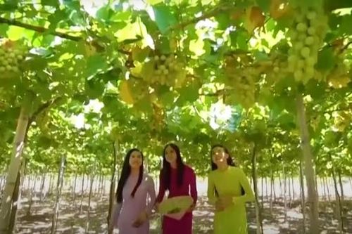 Nhiều sự kiện VHTTDL đặc sắc sẽ diễn ra tại Lễ hội Nho và Vang Ninh Thuận năm 2023