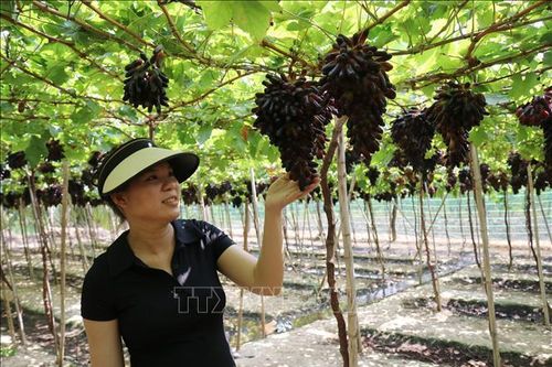Gia tăng giá trị sản xuất từ nông nghiệp ứng dụng công nghệ cao
