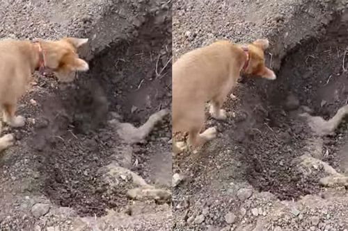 Clip: Cảm động trước cảnh chú chó đào huyệt chôn đồng loại