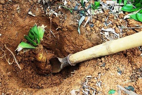 Đi đào măng, ông lão nhặt được 'hòn đá' trị giá gần 2.000 tỷ đồng