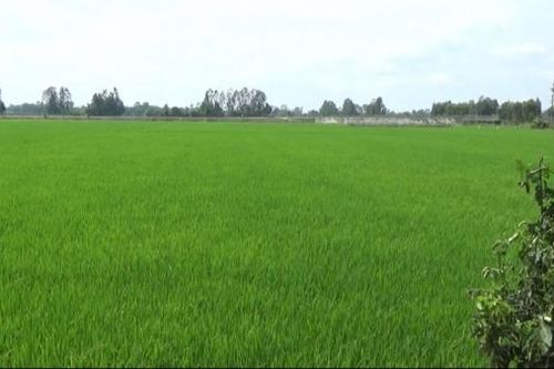 Đề xuất chuyển đổi đất lúa tại Hòa Bình, Bộ Nông nghiệp đề nghị làm rõ tính khả thi