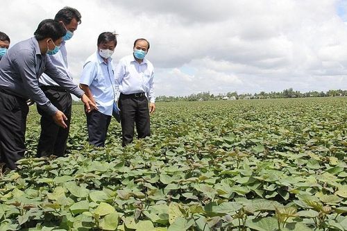 Chuyến khoai lang đầu tiên của Vĩnh Long được xuất chính ngạch sang Trung Quốc