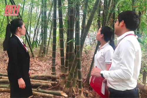 Đổi thay ở huyện vùng cao nhờ tín dụng nông nghiệp, nông thôn