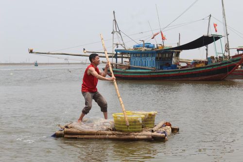 Ngư dân Thanh Hóa vào mùa sứa biển