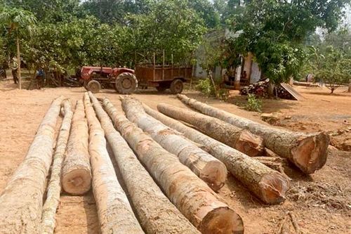 Phát hiện một vụ khai thác rừng trái phép tại Đồng Nai
