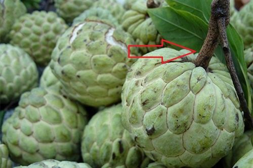 Người trồng na 20 năm cho biết: Muốn chọn na dai ngon ngọt vừa dày cùi, lại ít hạt cứ nhìn vào điểm này