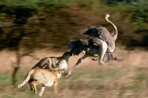 Clip: 3 con báo hợp sức săn đà điểu