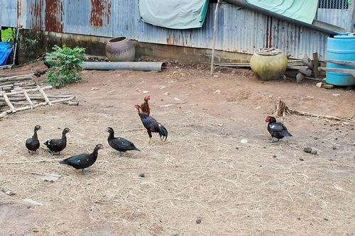 UBND tỉnh An Giang chỉ đạo tăng cường các biện pháp phòng, chống bệnh cúm gia cầm và dịch tả heo Châu Phi, siết chặt kiểm dịch tại cửa khẩu