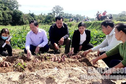 Người trồng khoai lang Lộc Bình: Cần chủ động tận dụng 'cơ hội vàng'