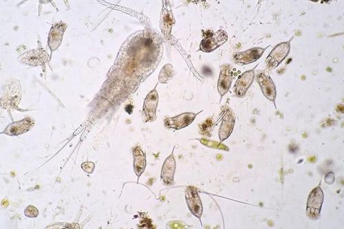 Virus lạ vừa lai tạo đang lan rộng đại dương, chuyên gia 'bối rối'