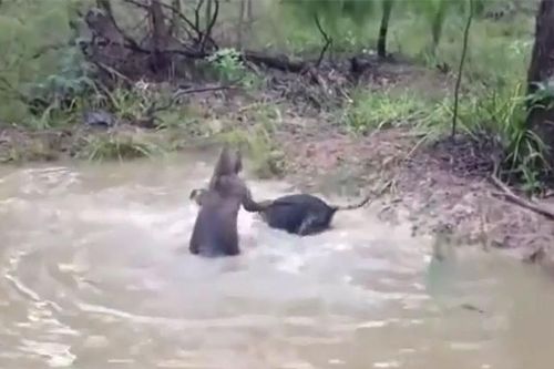 Clip: Chó nhận 'cái kết đắng' vì tấn công kangaroo