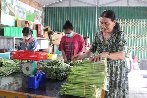 Cây măng tây giúp đồng bào Chăm xóa đói giảm nghèo và phát triển kinh tế