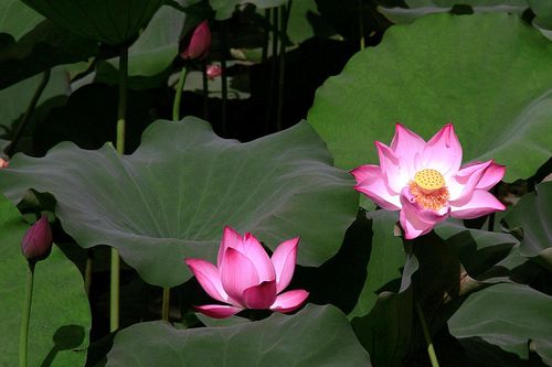 Mầm giác nở hoa