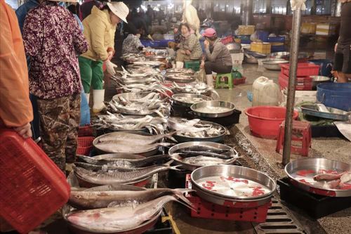 Ngộ độc do ăn cá biển: Vì đâu nên nỗi?