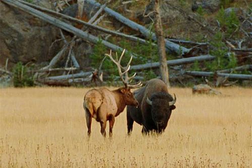 Clip: Bò rừng bison nặng 1 tấn đại chiến với nai sừng tấm 400kg