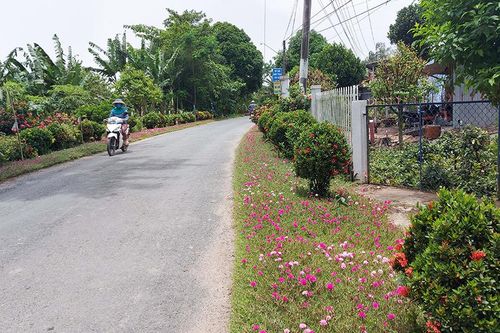 Lung linh sắc màu những con đường hoa nông thôn mới ở Chợ Mới