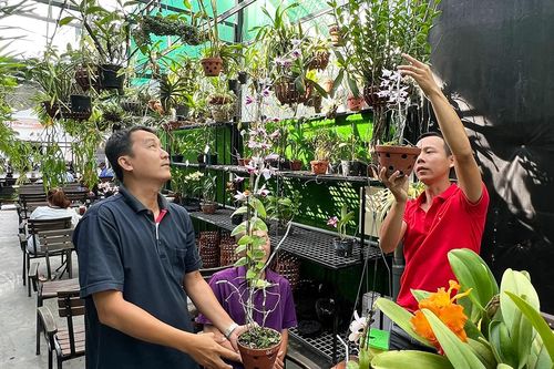 Tao nhã thú chơi lan