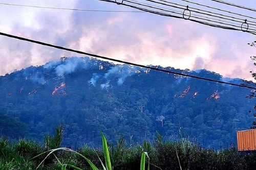 Cháy rừng ở núi Voi, Lâm Đồng