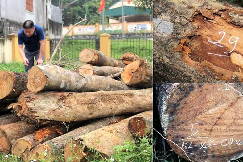 Hỏa tốc lập đoàn liên ngành kiểm tra vụ phá rừng trên đỉnh Giăng Màn